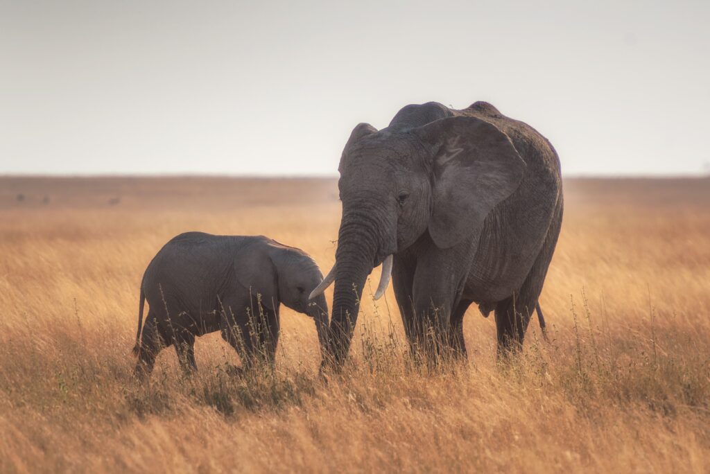 elephant pregnancy