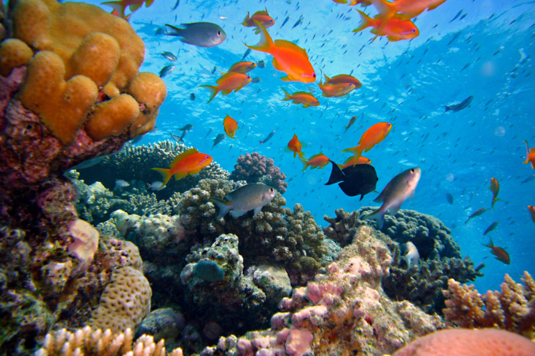 Why Coral Reefs Are Important?