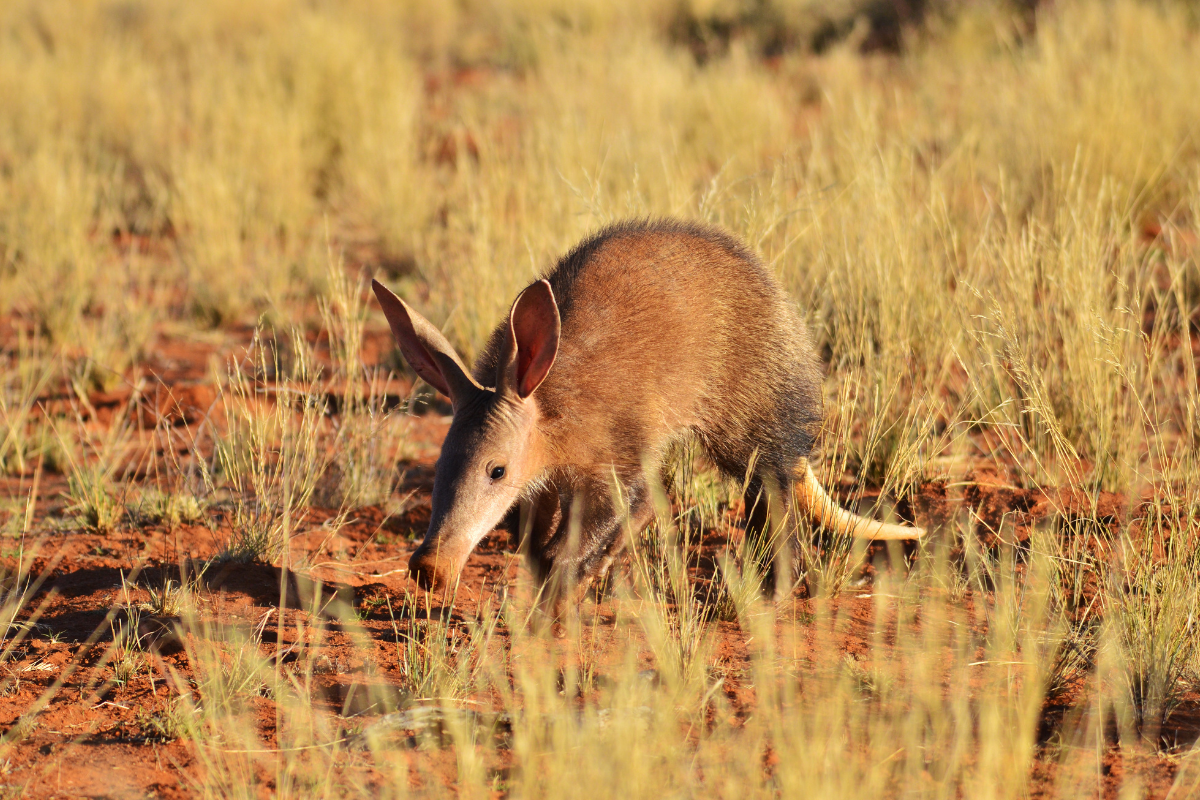 Where does aardvark live? - Simply Ecologist