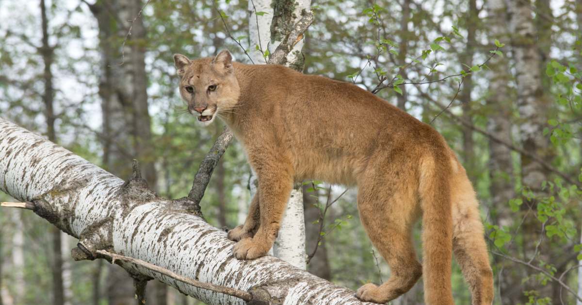 Where does mountain lion live?