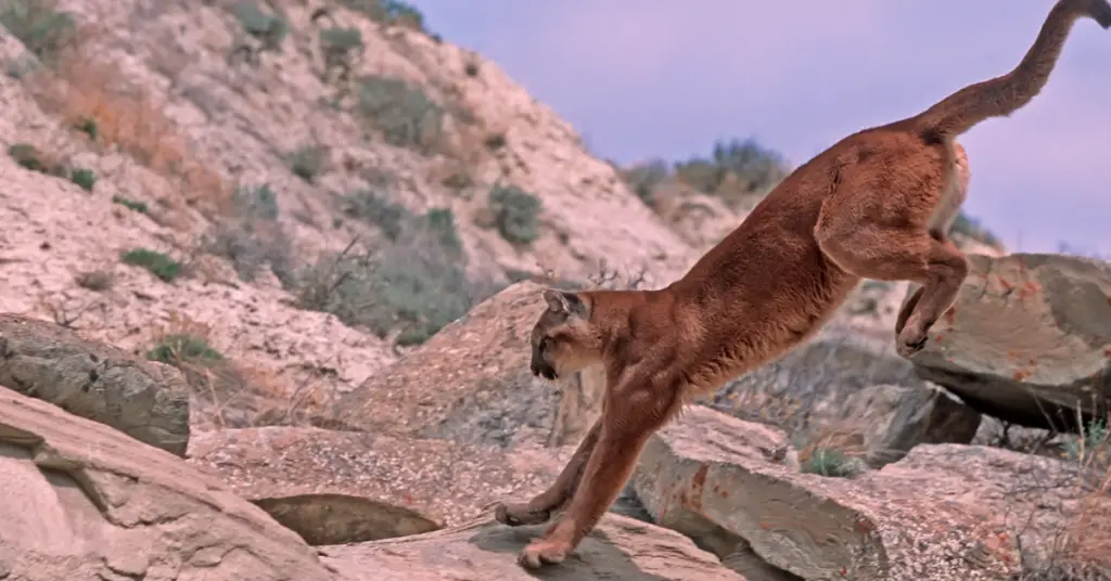 What does a mountain lion eat?