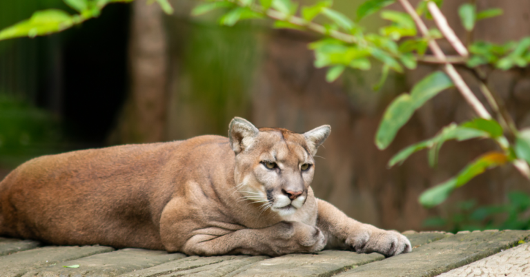 Tracking Cougars