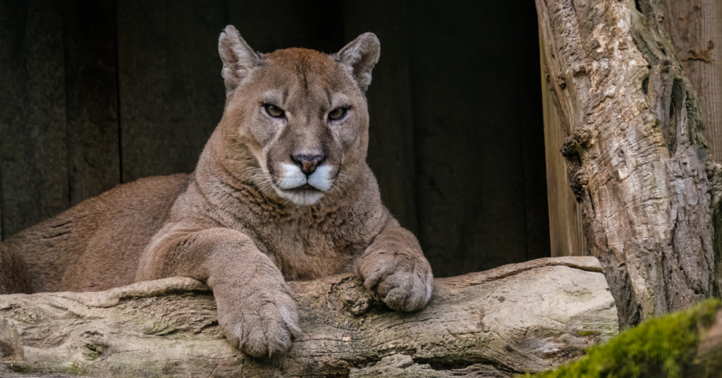 Cougars interesting facts
