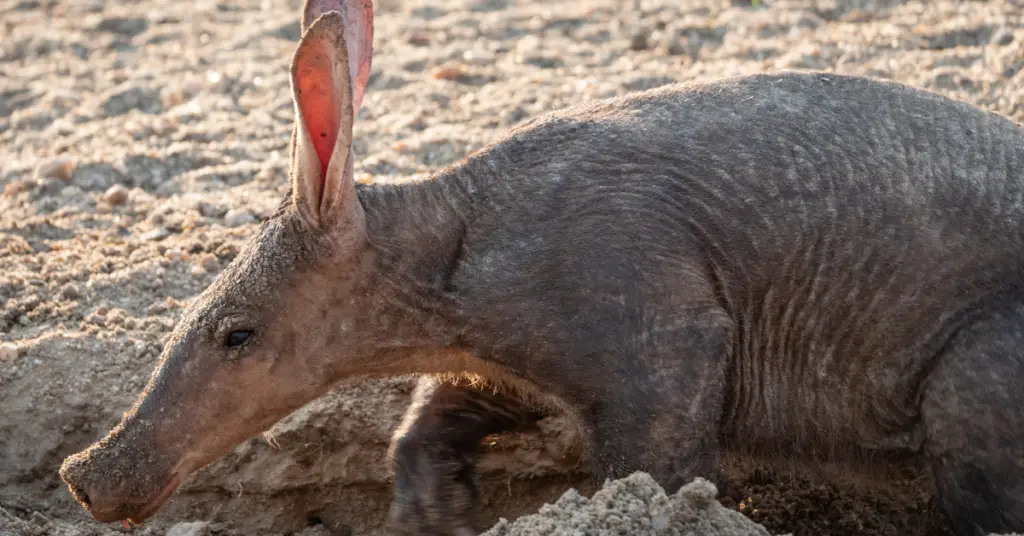 What does aardvark eat