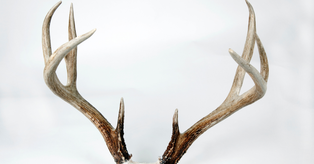 Difference between deer and elk antlers