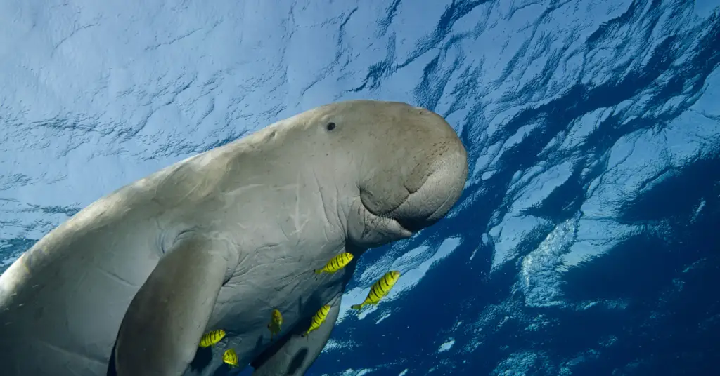 Facts about the dugong
