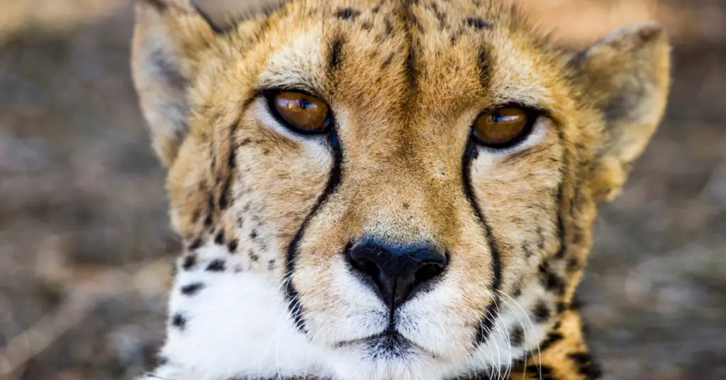 Interesting facts about cheetah