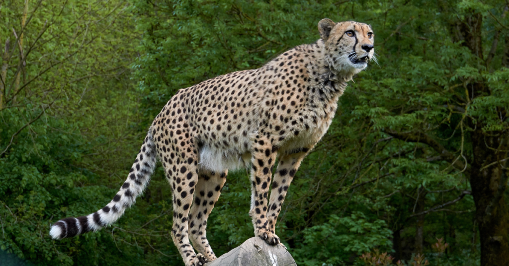 What is the habitat of a cheetah