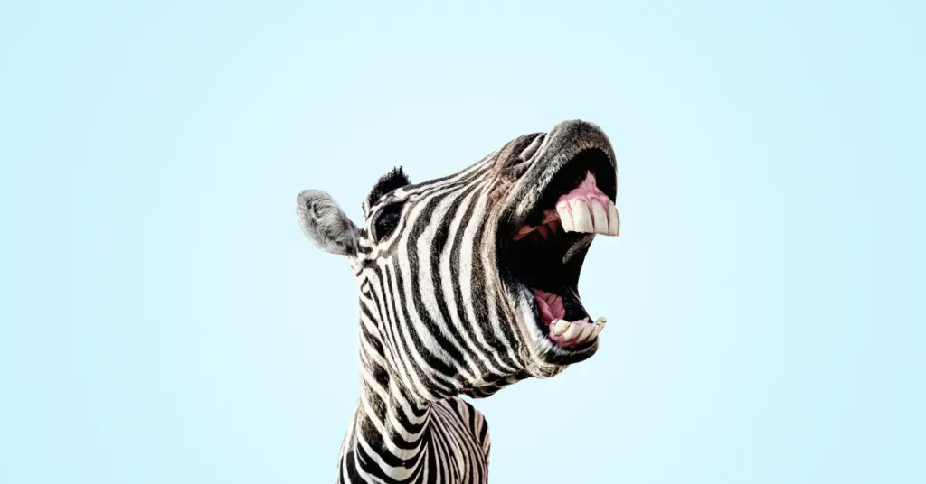 What sound does zebras make?