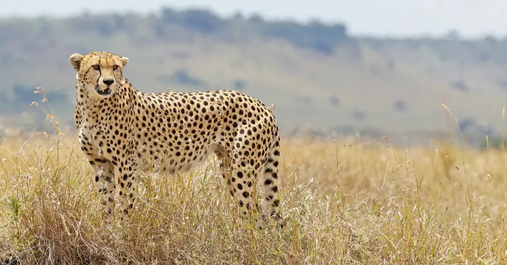Why cheetah are endangered