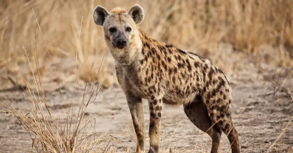 Facts about the hyena