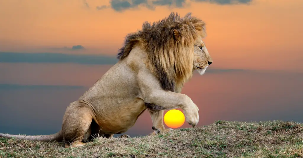 Interesting facts about the lion