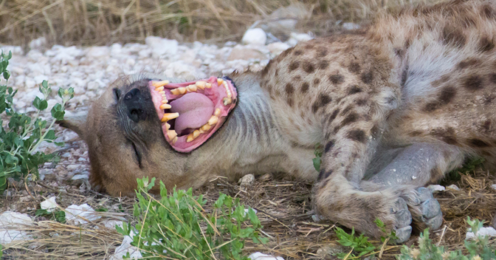 Why do hyenas laugh