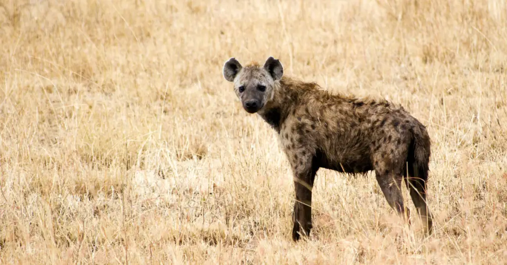 Where does the spotted hyena live?