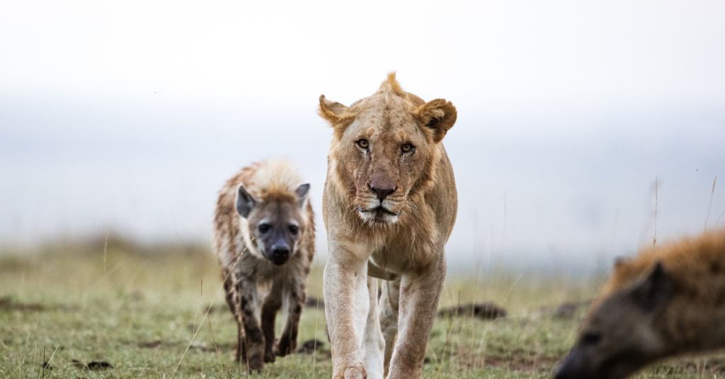 Do hyena eat lions