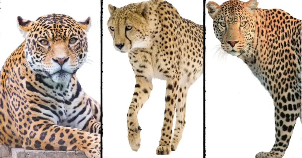 Jaguar vs Cheetah vs Leopard