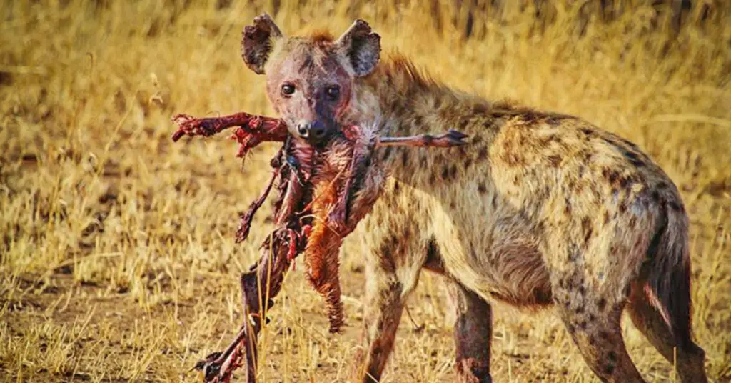 What do spotted hyena eat?