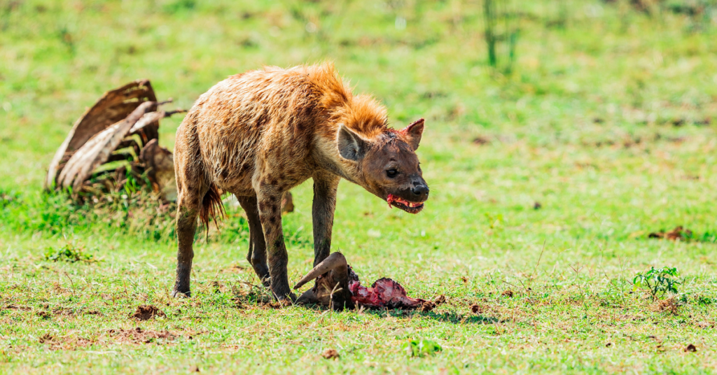 What do hyena eat?