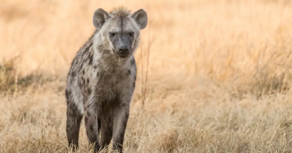Where does hyena live?
