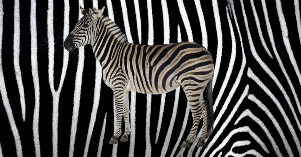 What colour are zebras?