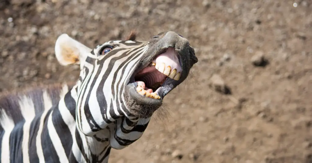 Funny facts about zebras