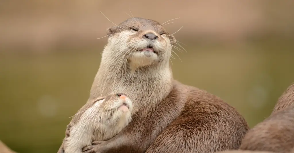 Facts about otter