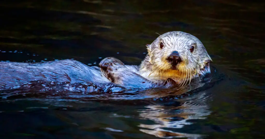 Why are sea otters important to the ecosystem?