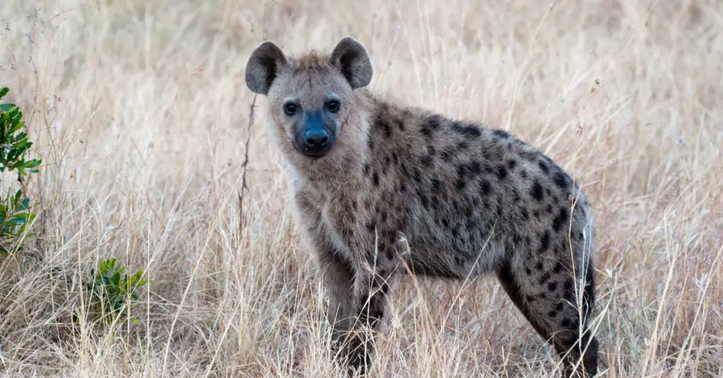 Scientific name of hyena