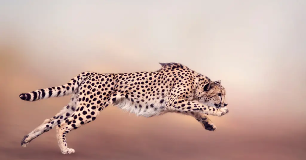 How fast can cheetah run