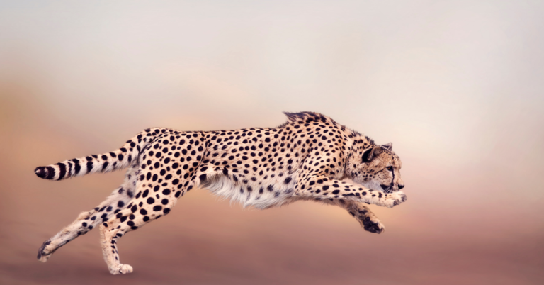 How fast can cheetah run?