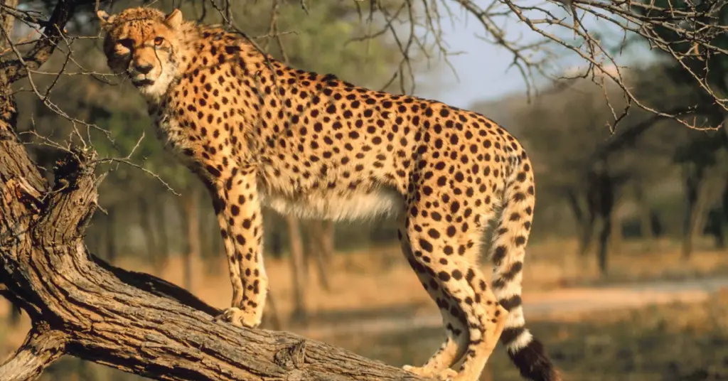 How much does cheetah weigh?