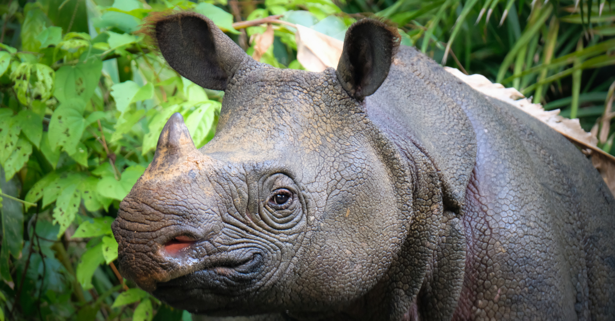 Why is Javan rhino endangered?