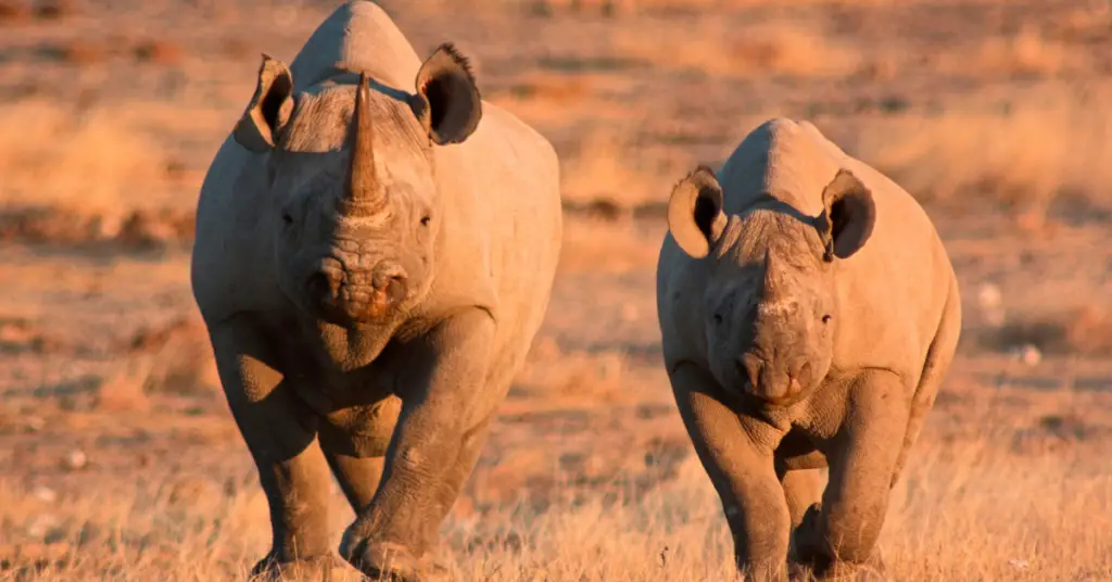 black rhinos in africa