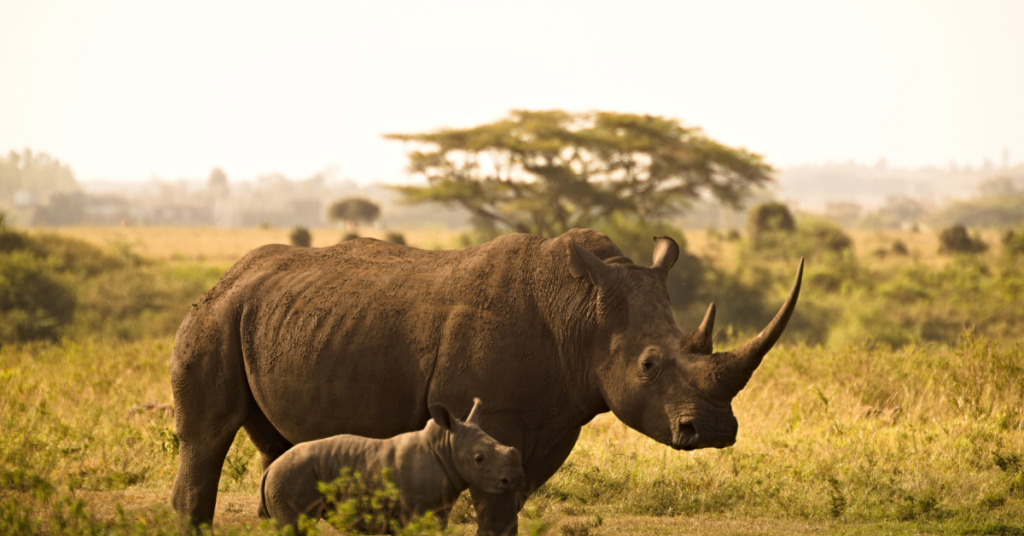 How many rhinos are left in the wild?