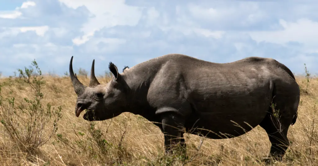 What do the black rhinos eat?