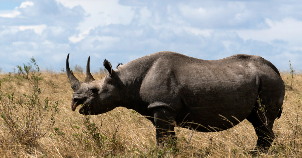 What do the black rhinos eat? – Simply Ecologist