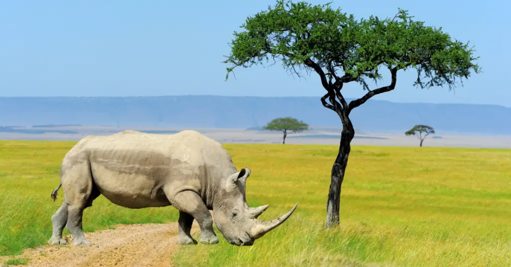 Where does the northern white rhino live?