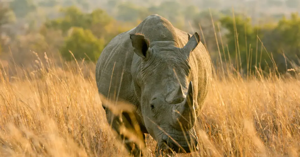 What do white rhinoceros eat?