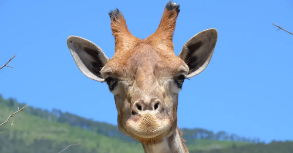 Do all giraffes have horns?