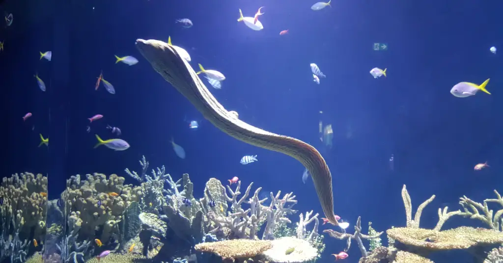 How does electric eel work?