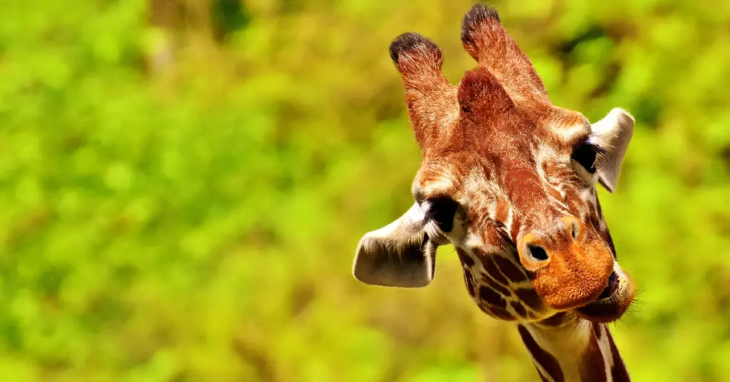Fun facts about a giraffe