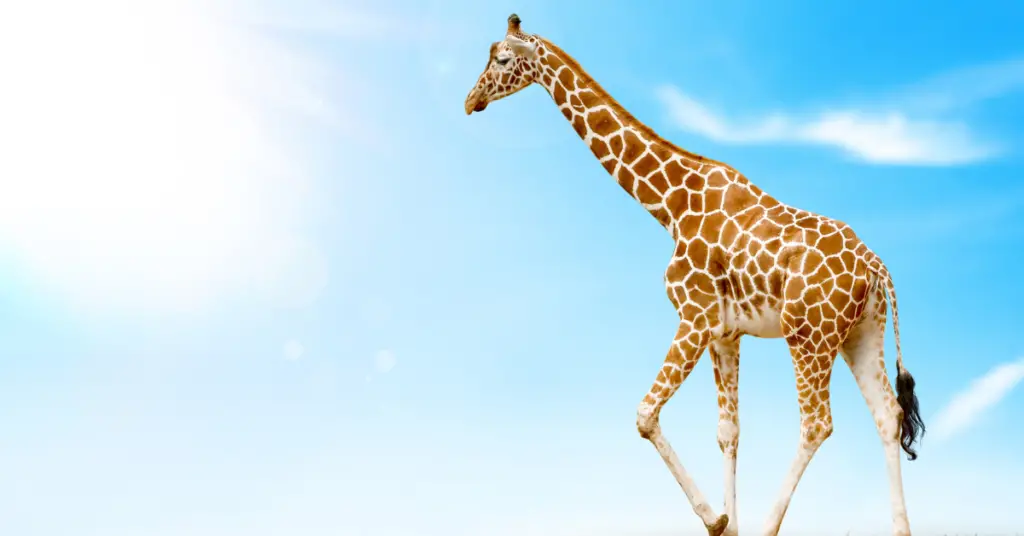 Evolution of the giraffe
