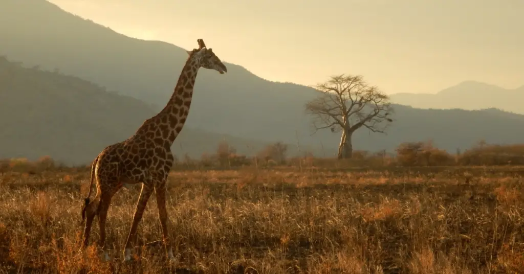 Where does a giraffe live?