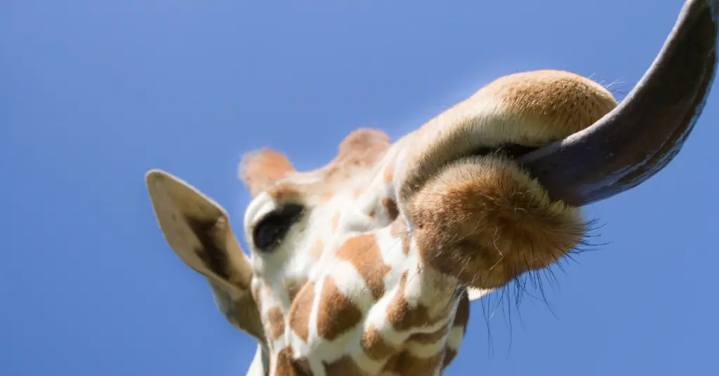 How long is giraffes tongue?