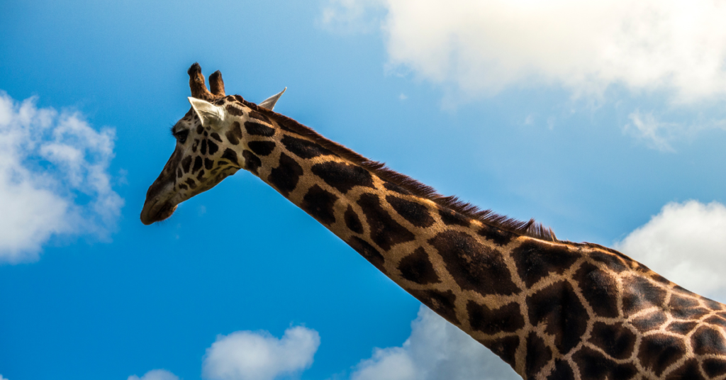 Why does giraffes have long necks?