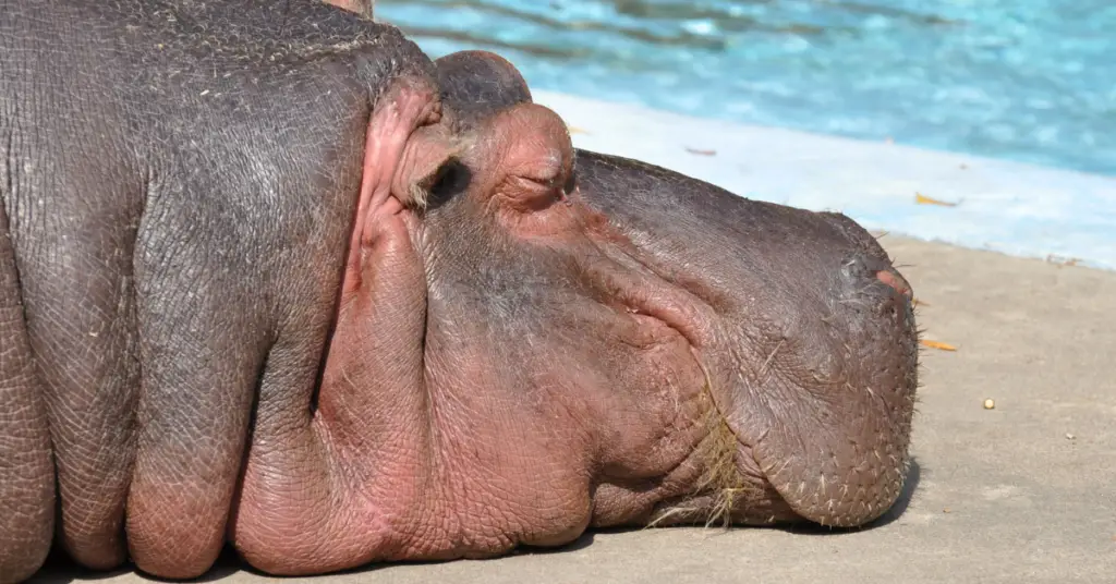 Do hippos have pink sweat?