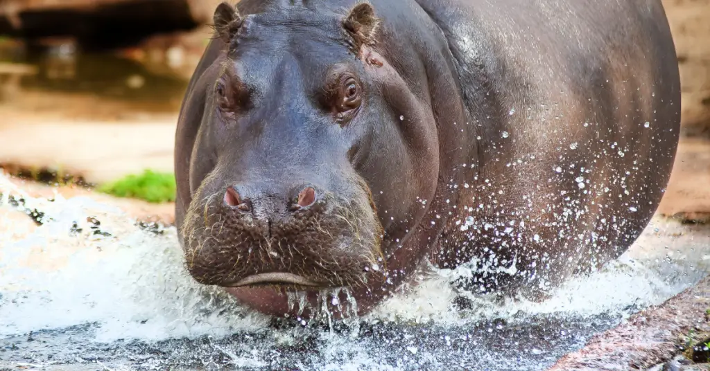 Can a hippo swim?