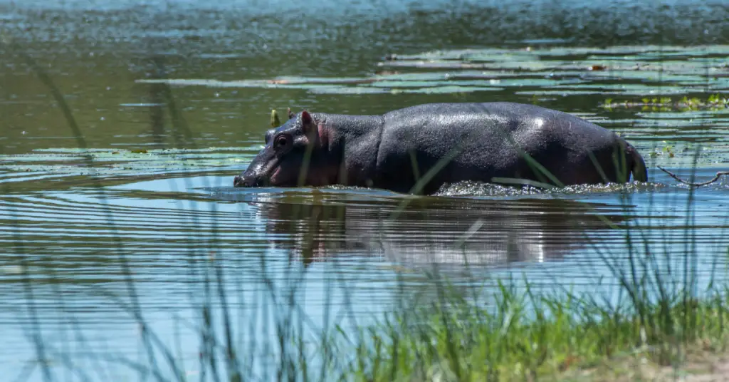 Where does the hippo live?