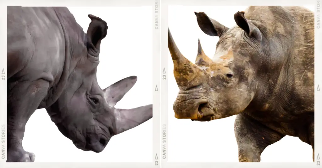 Difference between black and white rhinoceros