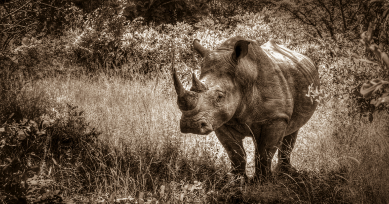 Is Rhinoceros Extinct Simply Ecologist